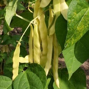 Sviesta pupiņas GOLDEN GATE 1000 gab Holland-select